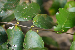 Salacia oblonga